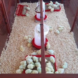 Day old chicks