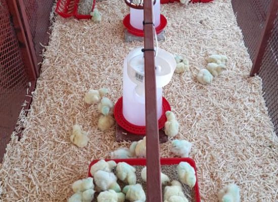 Day old chicks